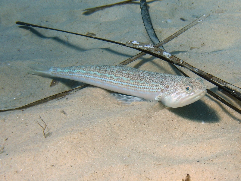 Synodontidae: Synodus saurus